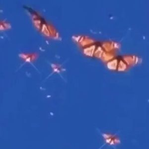 Meet your Posher, Isabelle